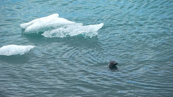 Seals in the cold water of the glacier lagoon in Iceland - Φωτογραφία, εικόνα