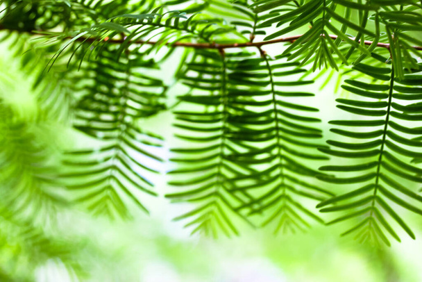 Green leaves, fresh foliage on the branches of a leafy exotic tree abstract background. Natural light background. Ecology, nature, environment concept. Forest, park in summer, spring. Selective focus. - Фото, изображение