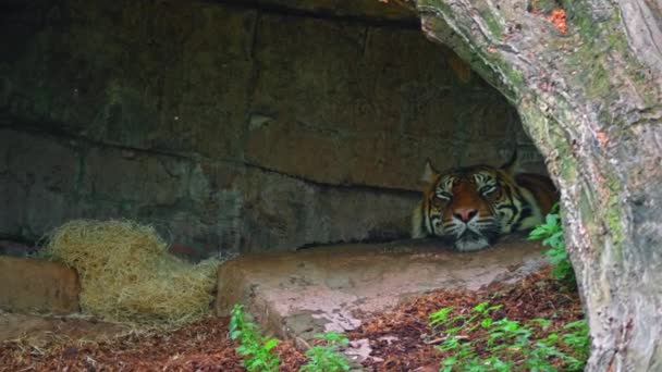 Un tigre solitaire se trouve dans sa grotte et regarde tristement ce monde entier, le vieux tigre comprend que la domination se termine par sa force, et vous pouvez être le chef de la meute tant qu'il y a de la force - Séquence, vidéo