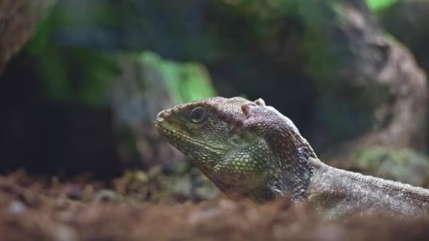 cuora amboinensis die naar de camera kijkt zonder zijn ogen af te houden, portret van een schildpad met een geel-groene muilkorf, close-up concept van reptielenleven - Video