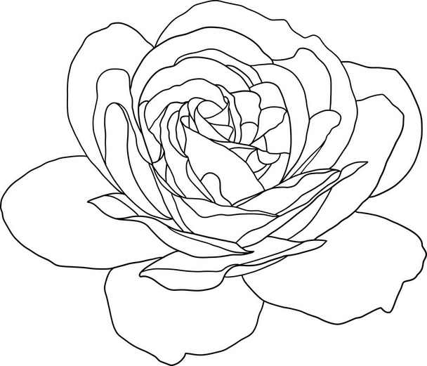 Абстрактная линия цветок розы цветут на пустом фоне. - Вектор,изображение