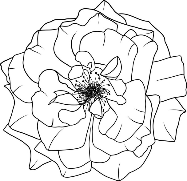 Abstract line rose flower are blooming with empty background. - Vector, Image