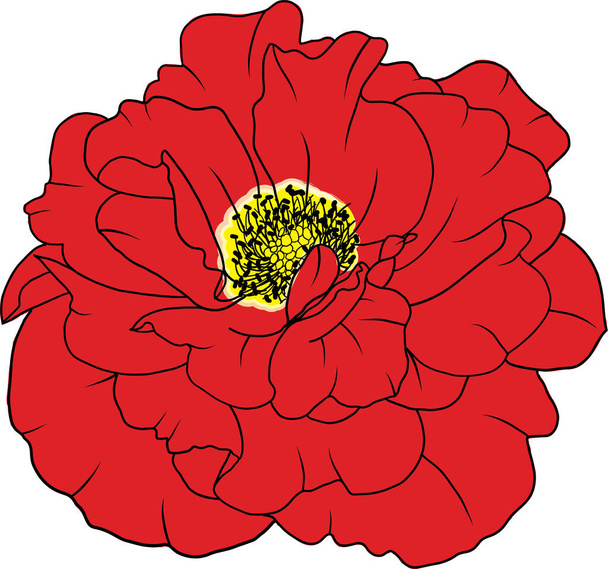 Abstrakcyjna linia różany kwiat kwitną z czerwonym kolorem bólu na pustym tle. - Wektor, obraz