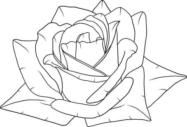 Abstract lijn roos bloem bloeien met lege achtergrond. - Vector, afbeelding