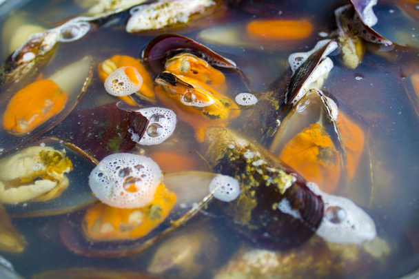 Mussels - 写真・画像
