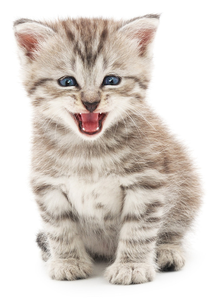 Kitten on a white background - Zdjęcie, obraz