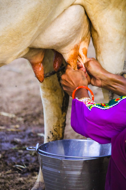 donna sta estraendo il latte dalla mucca in secchio, mungitura mucche agricoltore anziano estrarre il latte dalle mucche, concetto di vita di allevamento animale, attenzione selettiva - Foto, immagini