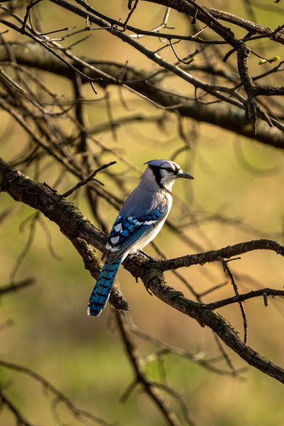 bluejay perched on a woody branch - Photo, Image