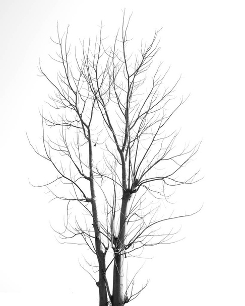 Albero morto senza foglie su bianco
 - Foto, immagini