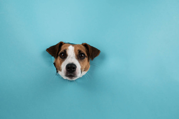 Funny dog muzzle from a hole in a paper blue background. Copy spase - Foto, Imagem