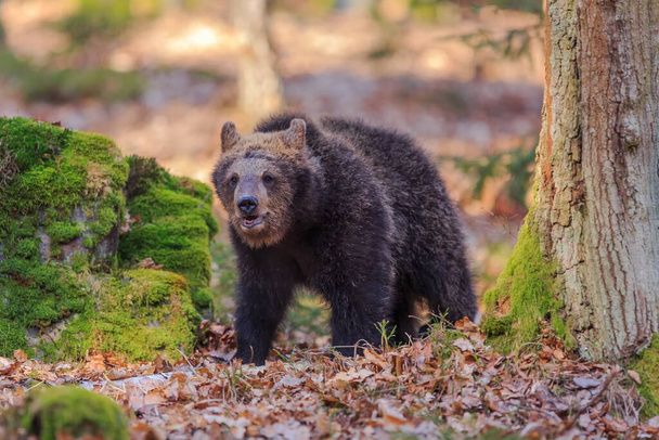 Καφέ αρκούδα στο φθινοπωρινό δάσος την ημέρα - Φωτογραφία, εικόνα