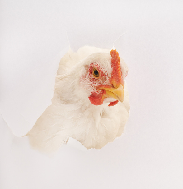 chicken - Fotó, kép