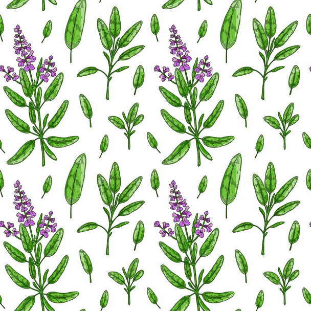 Seamless pattern with sage leaves and flowers. Hand drawn greens and leaf vegetables. Vector illustration in colored sketch style - Wektor, obraz