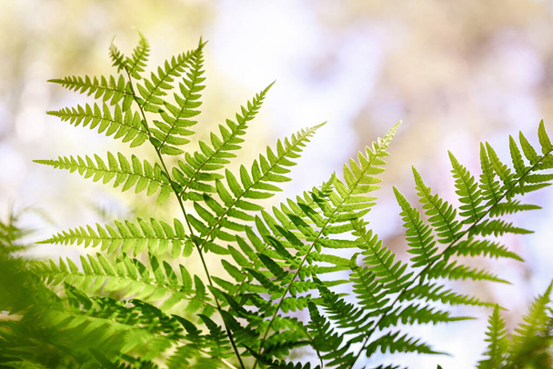 Natural plant background. Fern leaves against the light. Blurred background. - Photo, Image