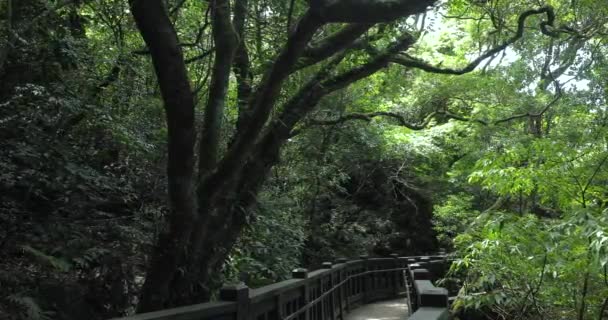 People walk on a clean and cool boardwalk in the forest - Footage, Video
