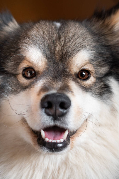 Portrait of a Finnish Lapphund dog looking happy and smiling - Valokuva, kuva