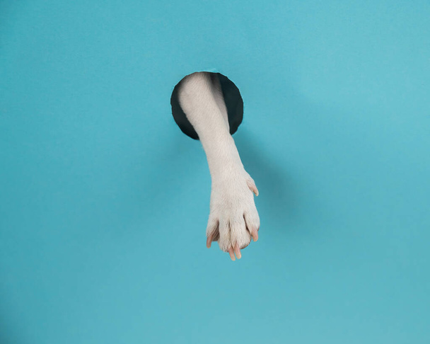 Dog paw sticks out of a hole in a paper blue background - Foto, Bild