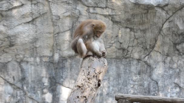 Monkey on a branch. - Footage, Video