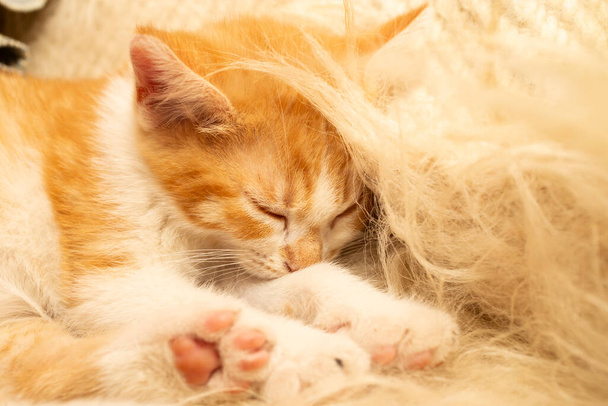  small ginger kitten sleeping on a wooly fuzzy blanket - Photo, Image