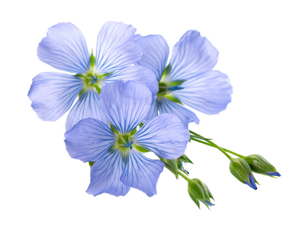 Flachsblüten isoliert auf weißem Hintergrund. Blauer Gemeiner Flachs, Leinsamen oder Linum usitatissimum - Foto, Bild