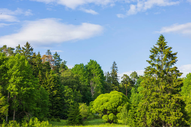 Belle vue sur les arbres verts de la forêt sur fond de ciel bleu le jour de l'été. Suède.  - Photo, image