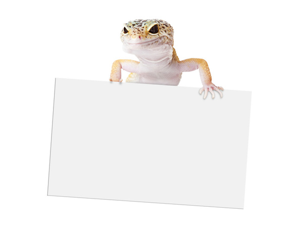 Gecko холдингу пусті знак - Фото, зображення