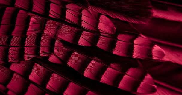 plumes de geai rouges et noires. fond ou texture - Photo, image