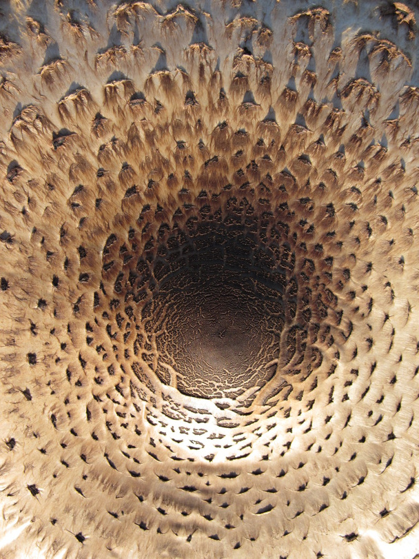 texture of the mushroom cap, top view - Fotografie, Obrázek