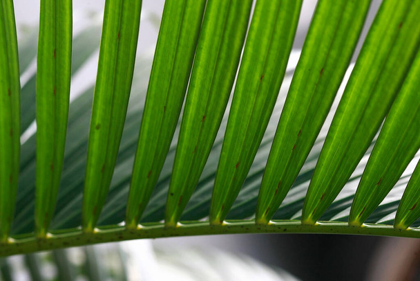 Bladeren Tropische bos bomen textuur achtergrond behang - Foto, afbeelding