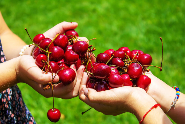 A child harvests cherries in the garden. Selective focus. Food. - Photo, Image