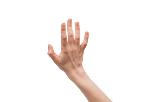 Woman hand isolated on a white background.  - Photo, image