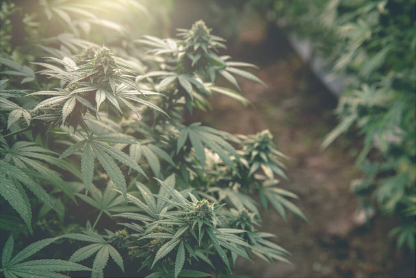 Bush marijuana on blurred background. bush cannabis,  Marijuana cultivation,  hemp cultivation,  Green background. - Foto, Imagen