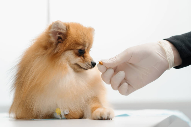 Veterinaire kliniek: dierenarts voedt een hond Yorkshire terriër - Foto, afbeelding