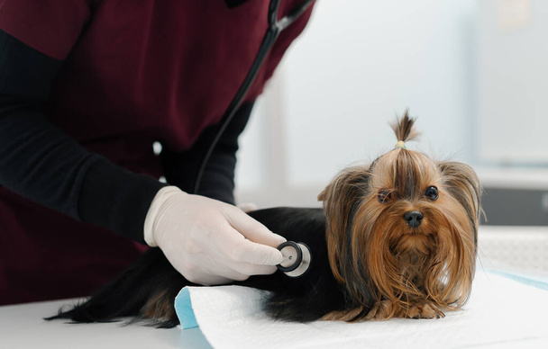 Un médico veterinario hace un ultrasonido de un perro de Yorkshire terrier cachorro en el examen en una clínica veterinaria. Chequeo de salud de cachorro. - Foto, Imagen