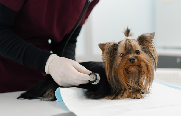 Un médico veterinario hace un ultrasonido de un perro de Yorkshire terrier cachorro en el examen en una clínica veterinaria. Chequeo de salud de cachorro. - Foto, Imagen
