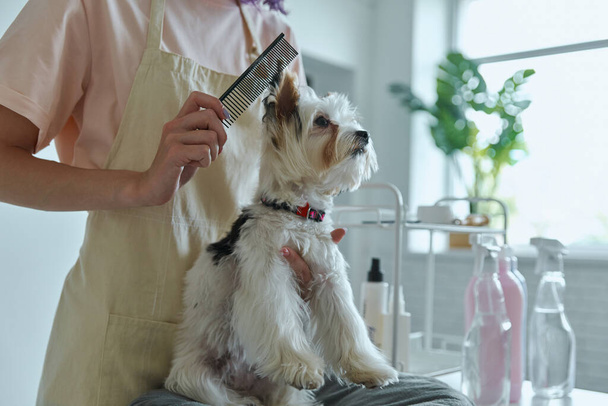 Close-up of woman combing little dog at the grooming salon - Foto, Imagen