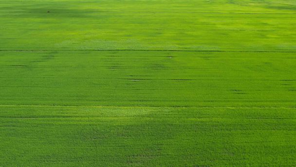 The Paddy Rice Fields of Kedah and Perlis, Malajsie - Fotografie, Obrázek