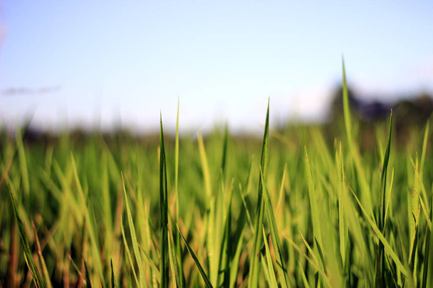 Giovani piante di riso in mezzo a campi di riso verdi con un cielo blu brillante. - Foto, immagini