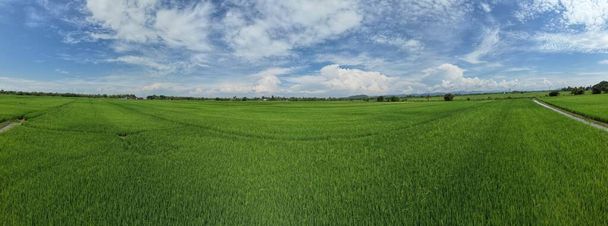 The Paddy Rice Fields of Kedah and Perlis, Malajsie - Fotografie, Obrázek