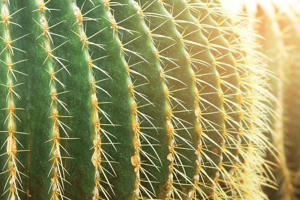 Primo piano di Golden Barrel Cactus
 - Foto, immagini