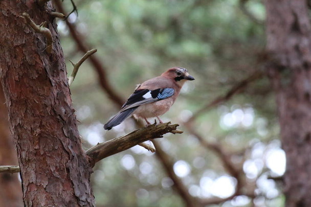 Egy nagyon ritka eurázsiai Jay madár, a Formby-i fenyőerdőben található. Ezek ritka madarak, amelyek egyedi reflektorokat használnak a szárnyaikon, hogy összezavarják a ragadozókat. Ezek a madarak is utánozzák a hangokat.. - Fotó, kép
