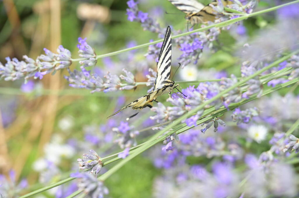 close-up uitzicht op mooie vlinders zitten op bloeiende bloemen - Foto, afbeelding