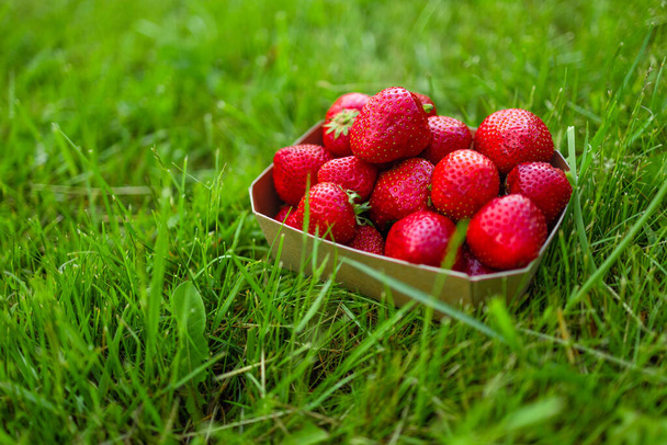 Fresh harvested strawberries in carton box for sale in green nature grass banner background.  - Fotografie, Obrázek