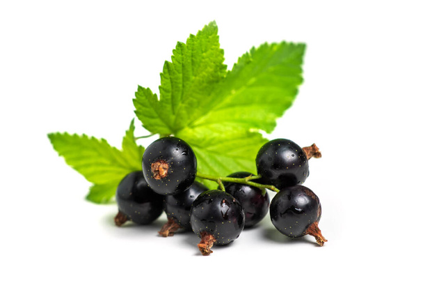 Black currant with leaves isolated. close up. - 写真・画像