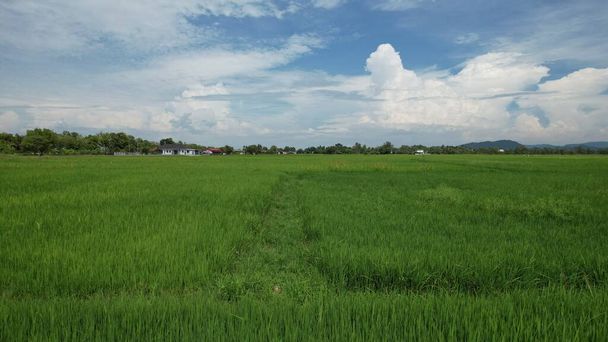 De rijstvelden van Kedah en Perlis, Maleisië - Foto, afbeelding