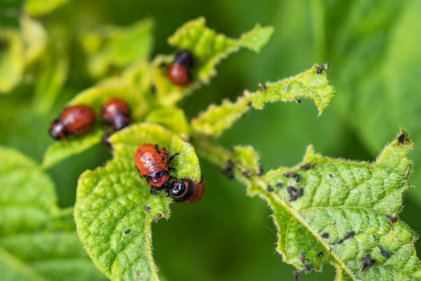 Colorado potato beetle and red larva crawling and eating potato leaves - Photo, Image