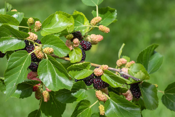 Mulberry berries on the branches. The berries of the mulberry tree. The berries look like scary caterpillars. Summer harvest. Gifts of nature - Photo, Image