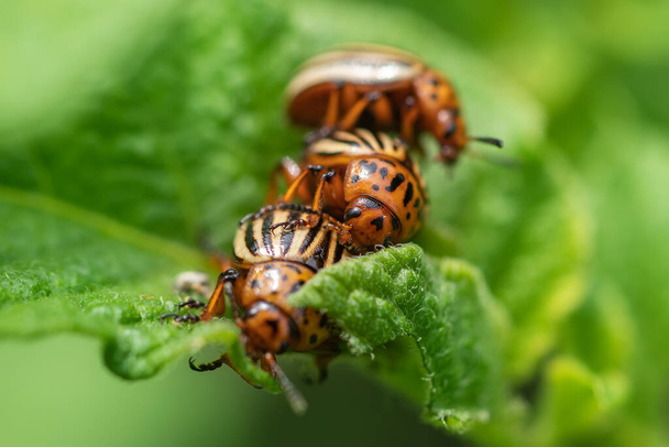 The Colorado potato beetle Leptinotarsa decemlineata is a serious pest of potatoes, tomatoes and eggplants. Insecticides are currently the main method of beetle control - Photo, Image