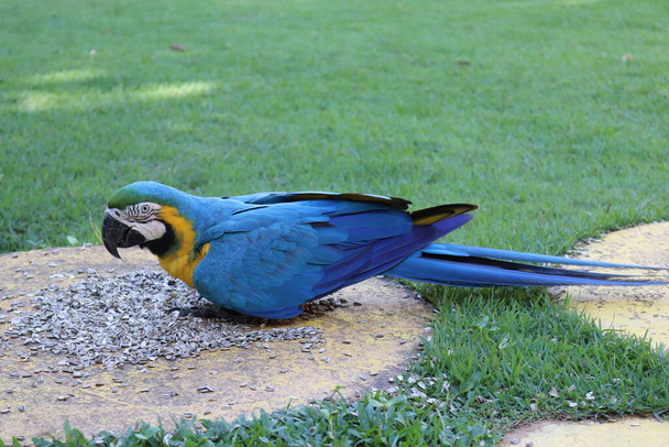 Uccello macaw blu e giallastro brasiliano - Foto, immagini