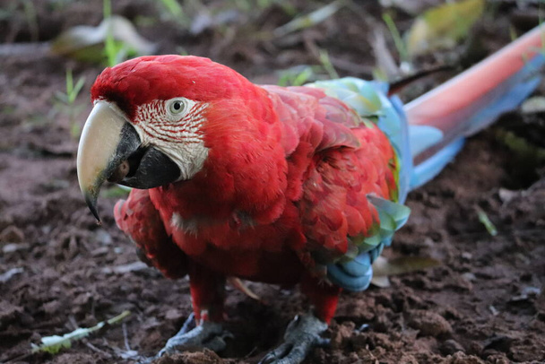 Pássaro brasileiro de arara vermelha e azul - Foto, Imagem